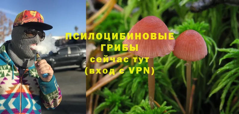 Псилоцибиновые грибы Magic Shrooms Ивантеевка